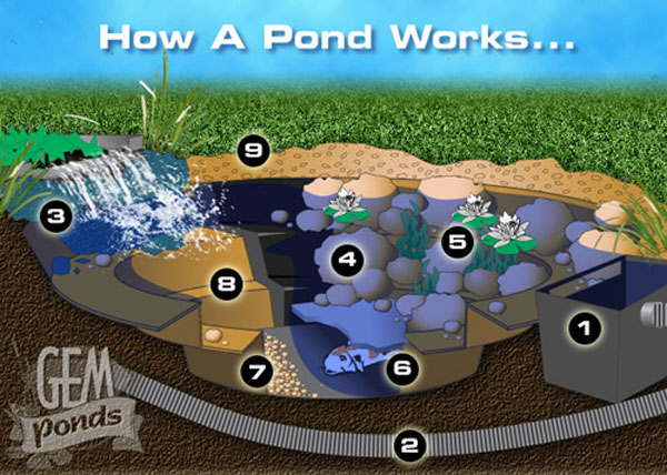 how-a-pond-works