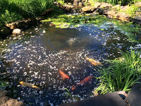 Koi Pond